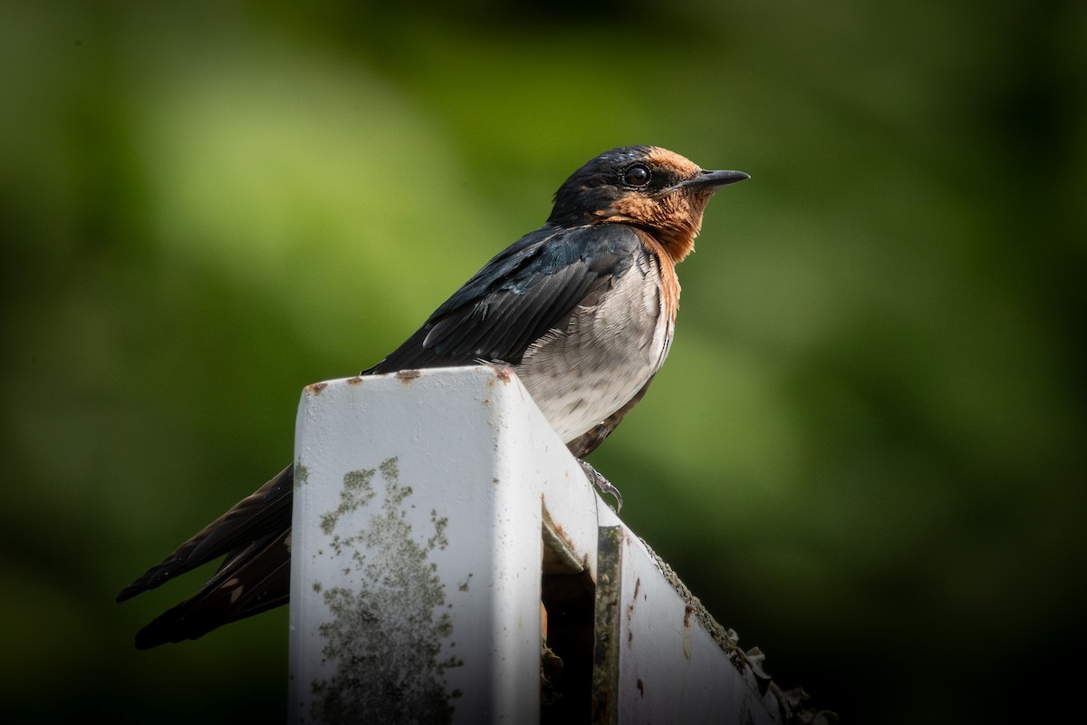 Pacific Swallow - Trevor Evans