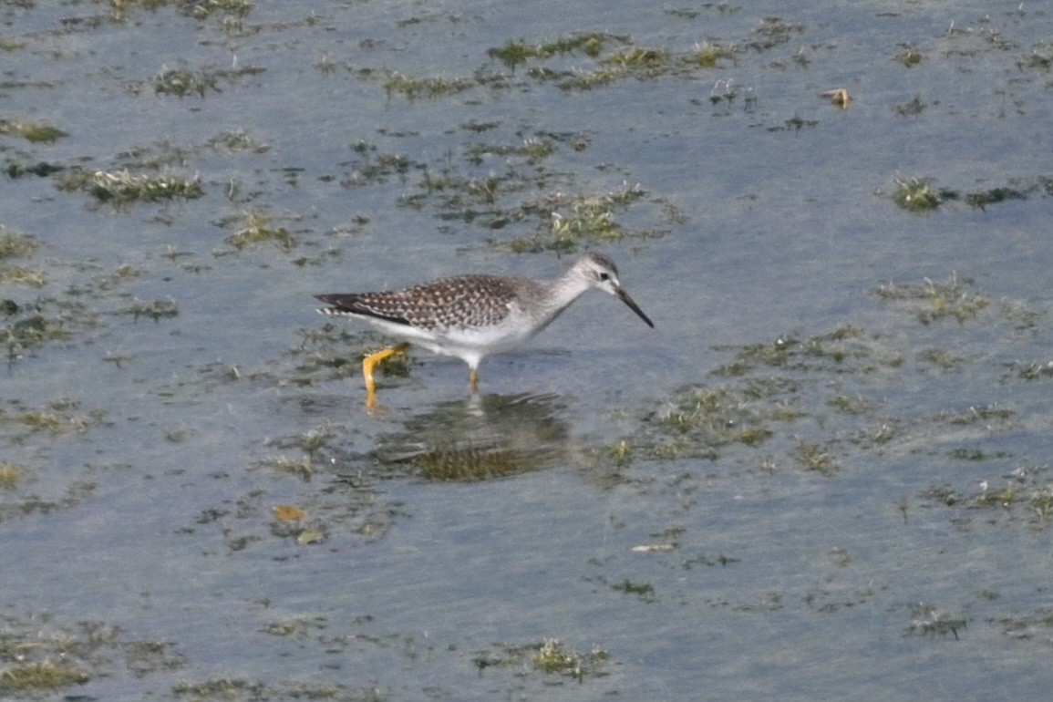 Lesser Yellowlegs - ML623690112