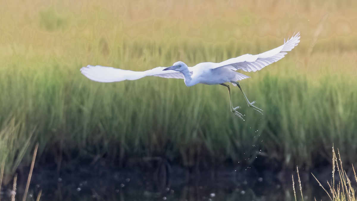 Little Blue Heron - ML623690113