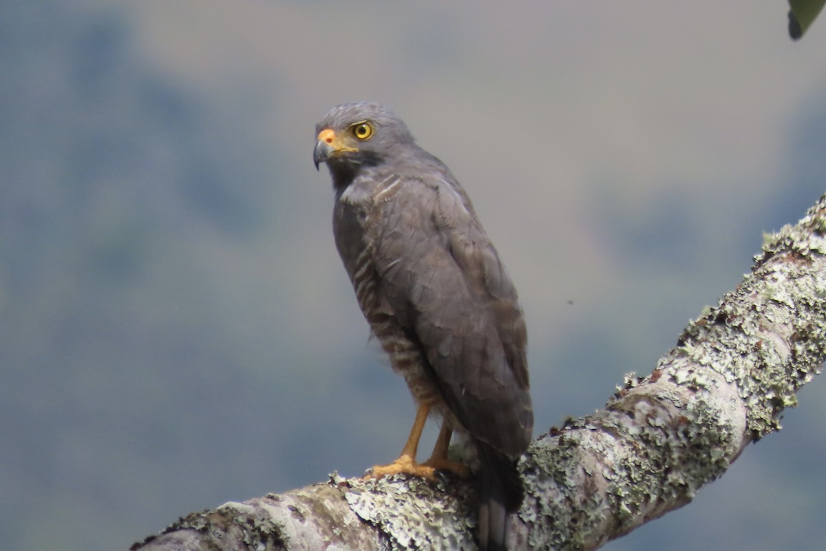 Roadside Hawk - ML623690121