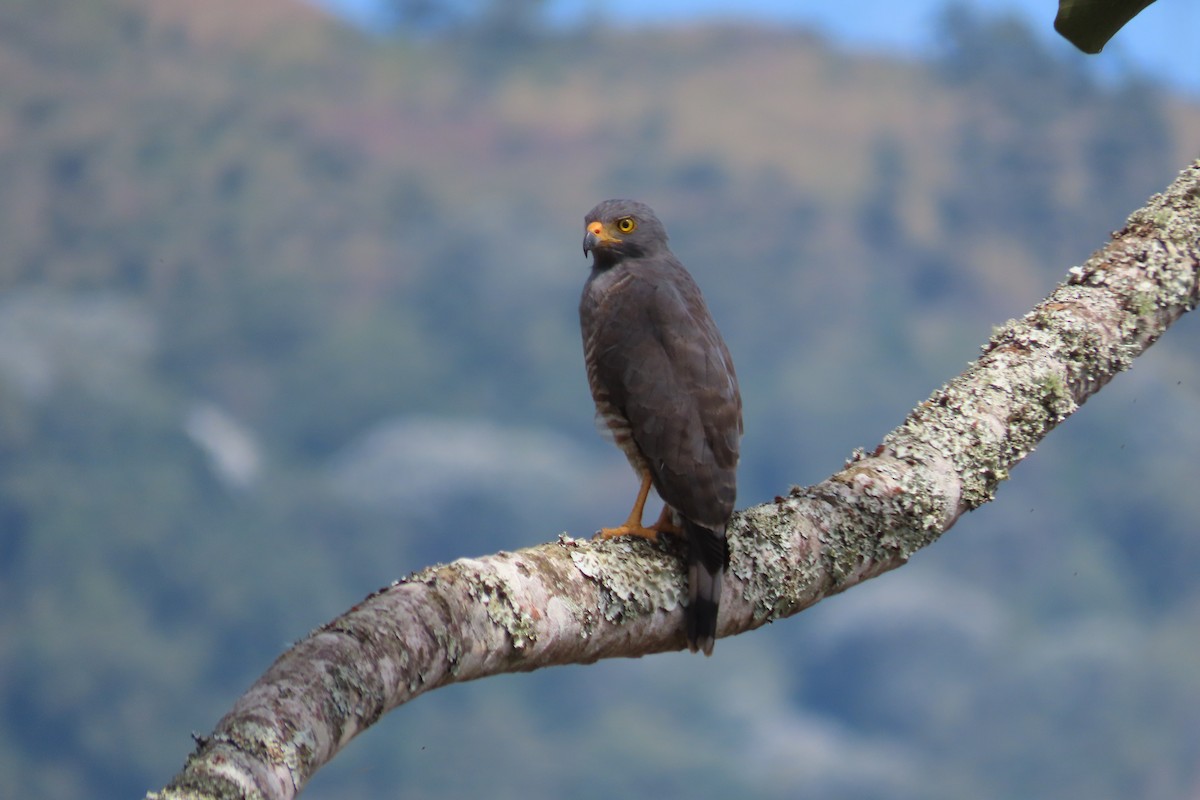 Roadside Hawk - ML623690124