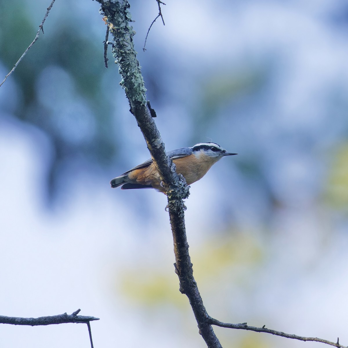 Red-breasted Nuthatch - ML623690131