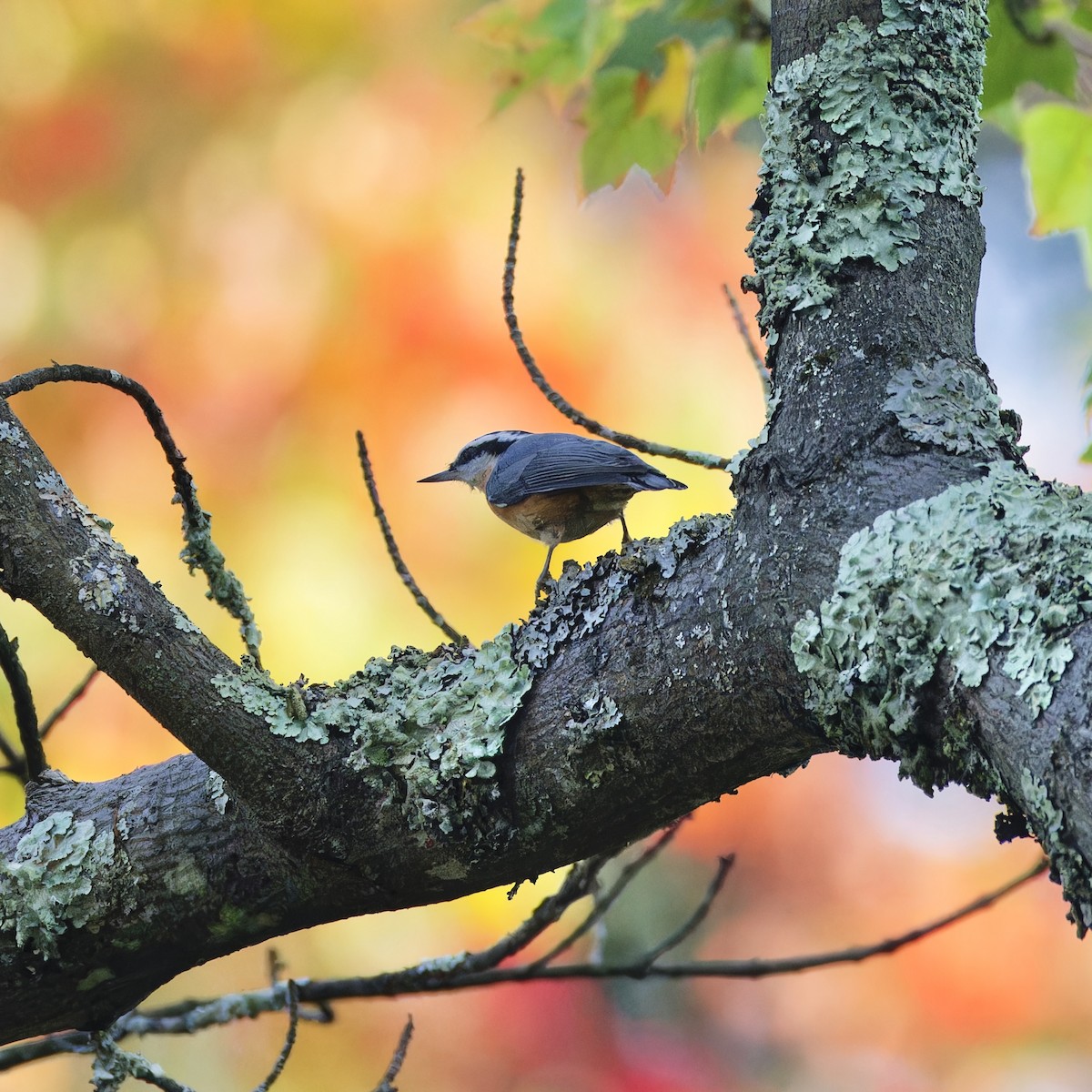 Red-breasted Nuthatch - ML623690132