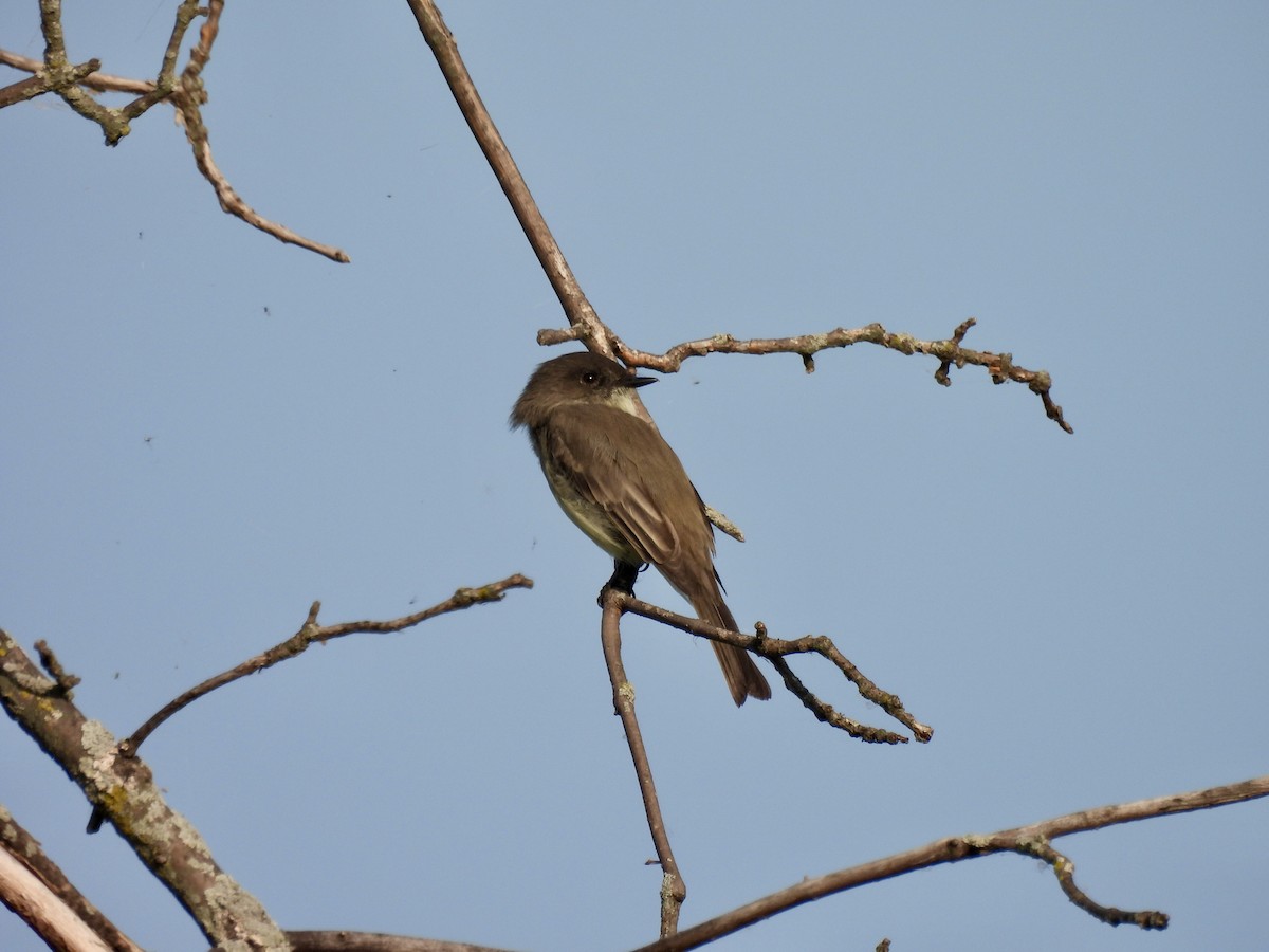 Eastern Phoebe - ML623690135