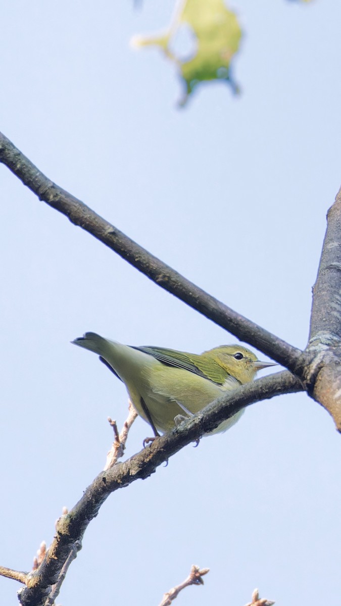 Tennessee Warbler - ML623690137