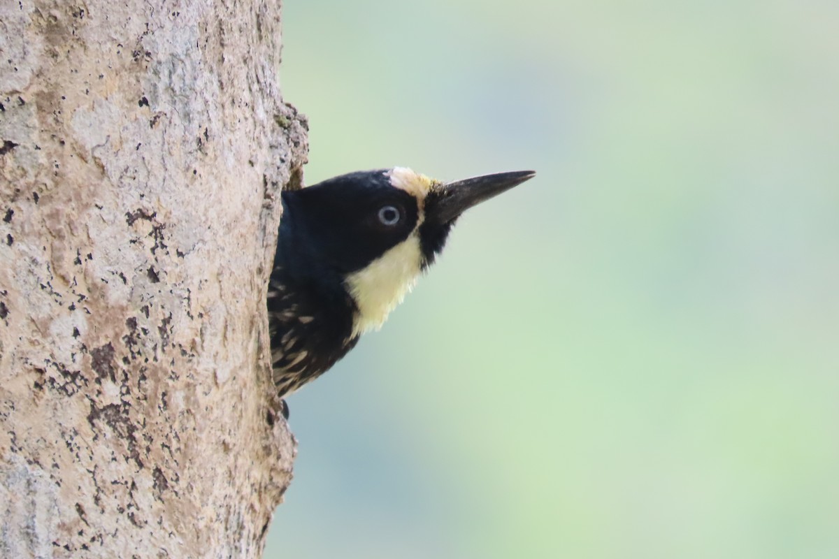 Acorn Woodpecker - ML623690148