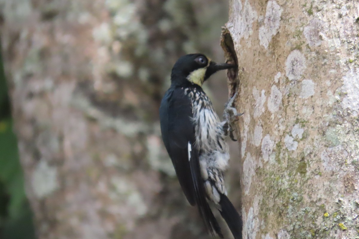 Acorn Woodpecker - ML623690151