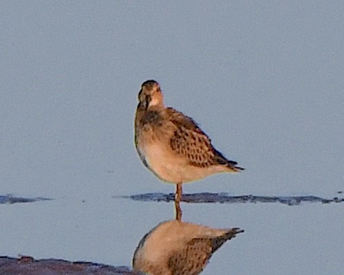 Орог элсэг - ML623690153