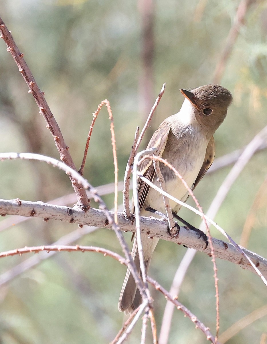 Willow Flycatcher - Dale Clark