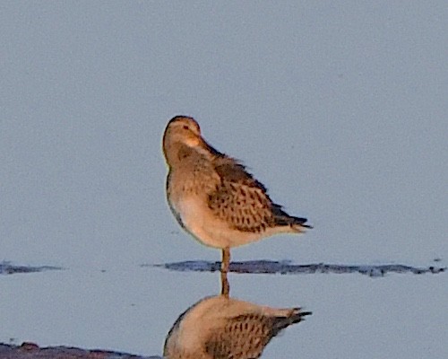 Орог элсэг - ML623690155