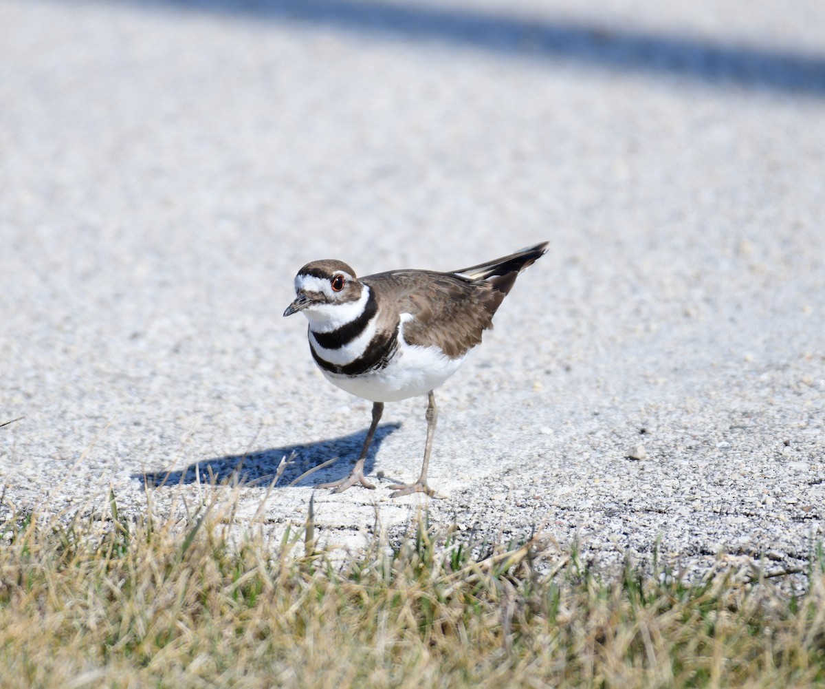 Killdeer - Claire Meany