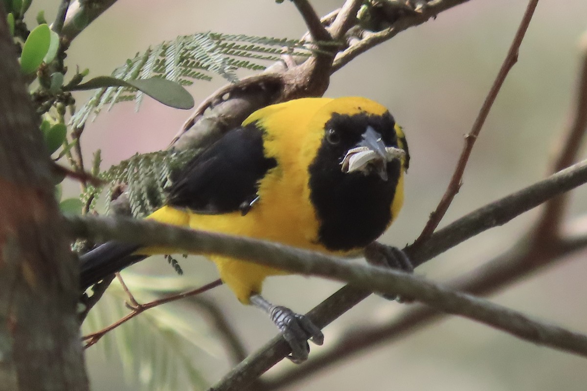 Yellow-backed Oriole - ML623690181