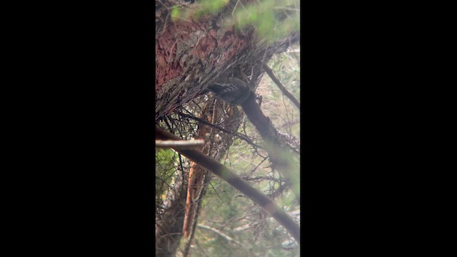 Black-backed Woodpecker - ML623690182