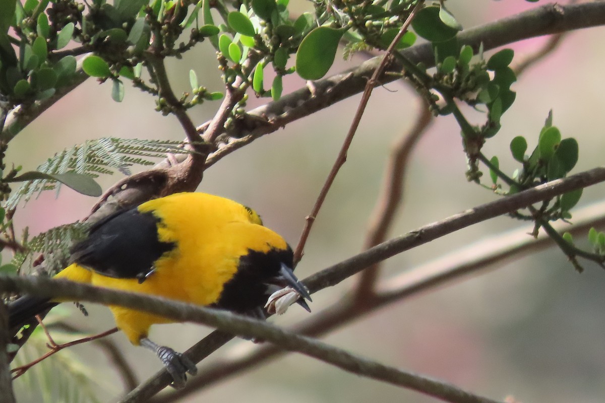 Yellow-backed Oriole - ML623690183