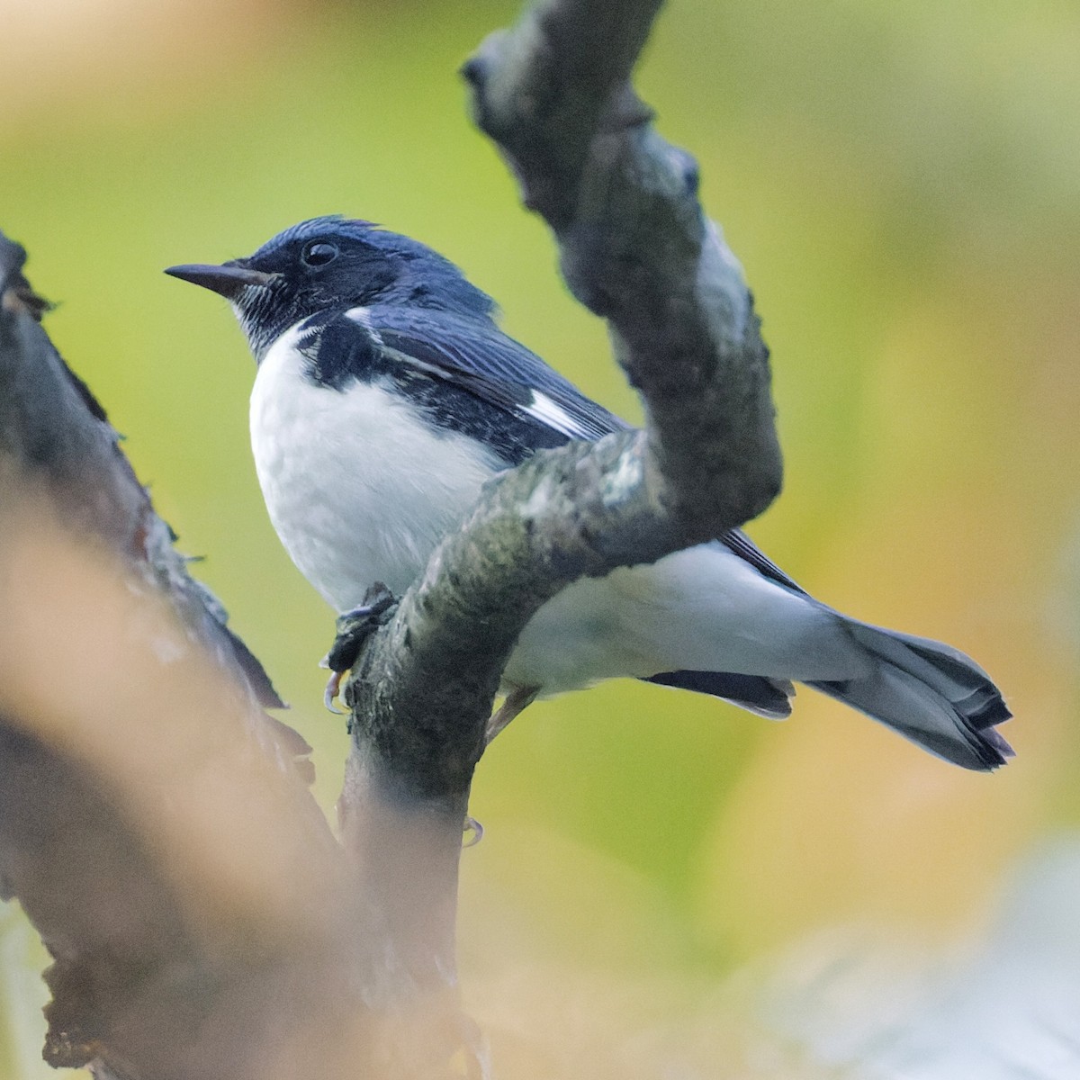 Black-throated Blue Warbler - ML623690187