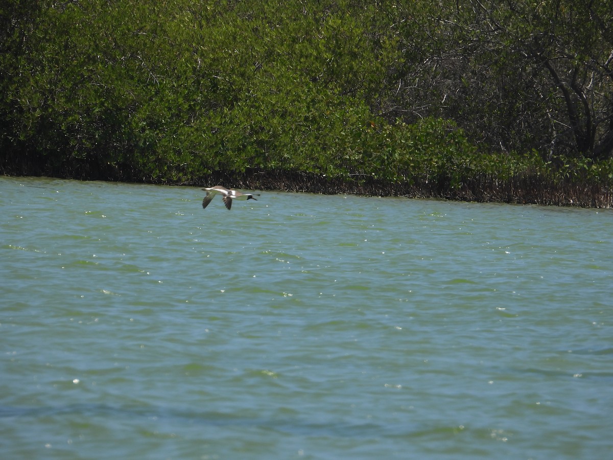 American Oystercatcher - ML623690189