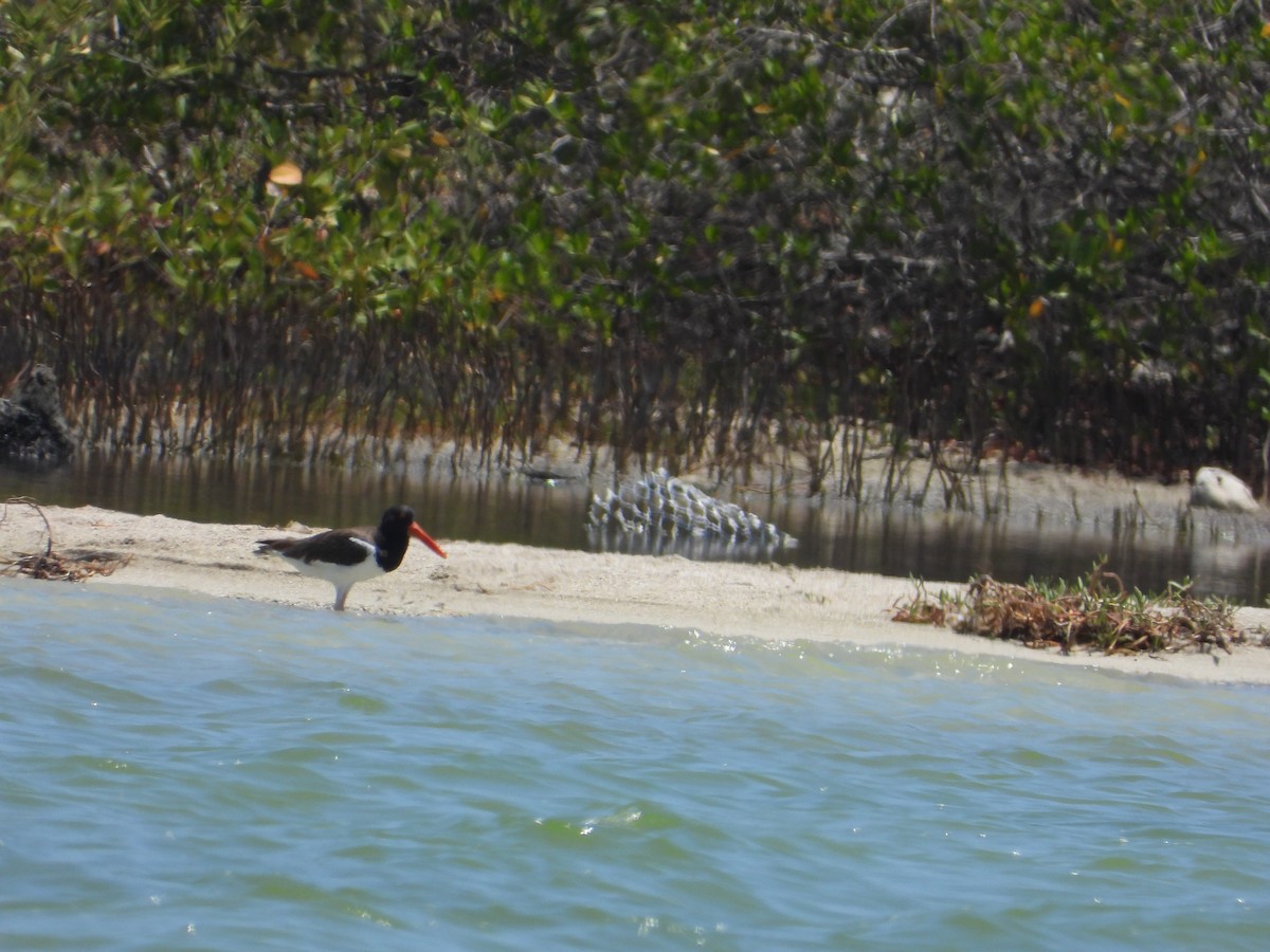 American Oystercatcher - ML623690190