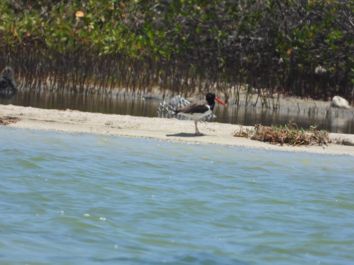 American Oystercatcher - ML623690191