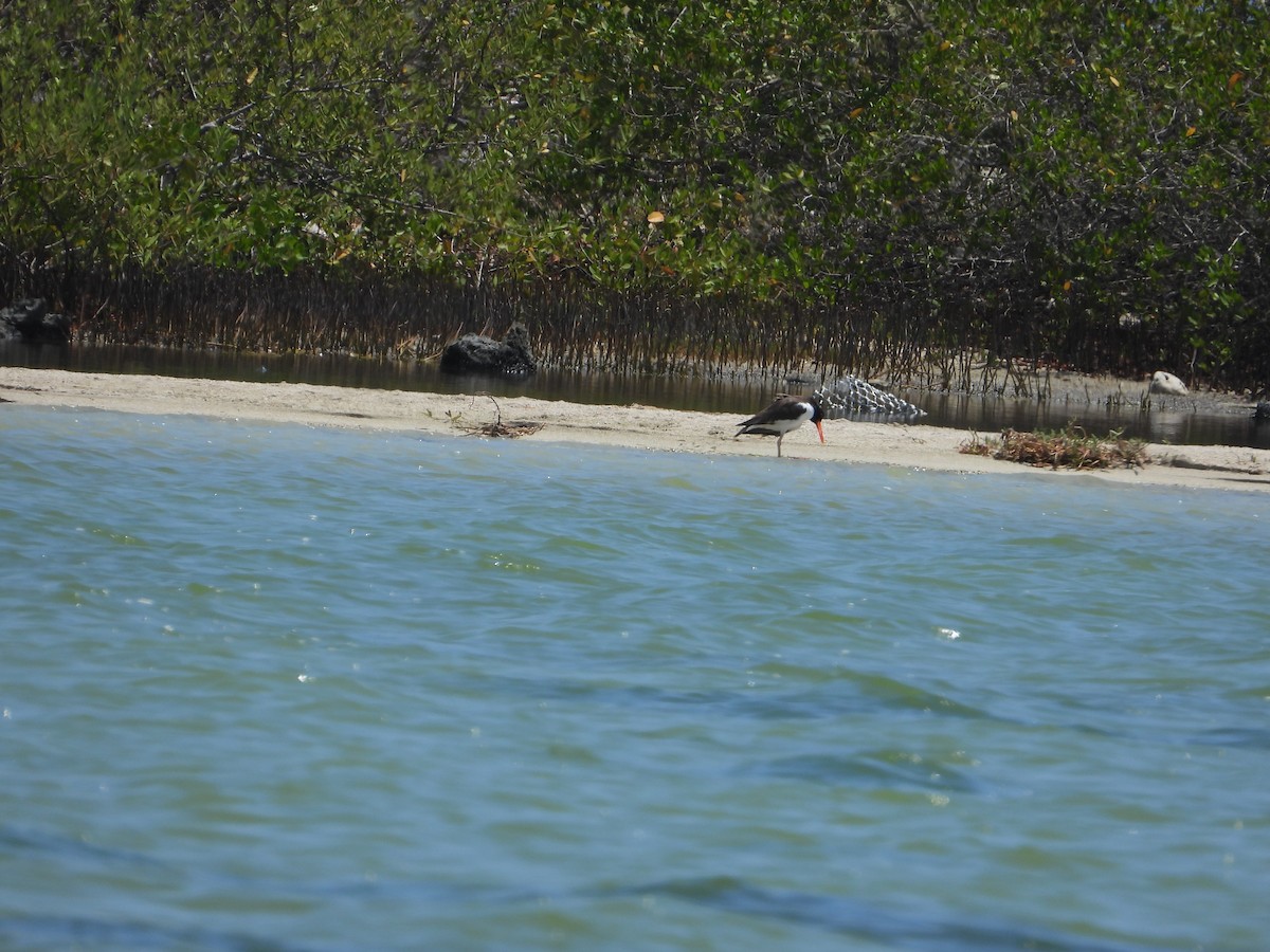 American Oystercatcher - ML623690193