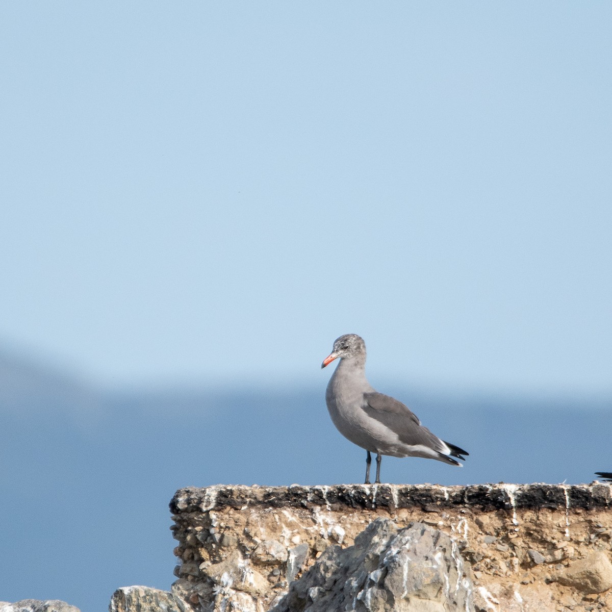 Heermann's Gull - ML623690199