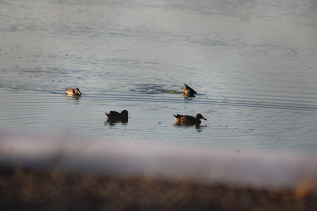 Canard souchet - ML623690230