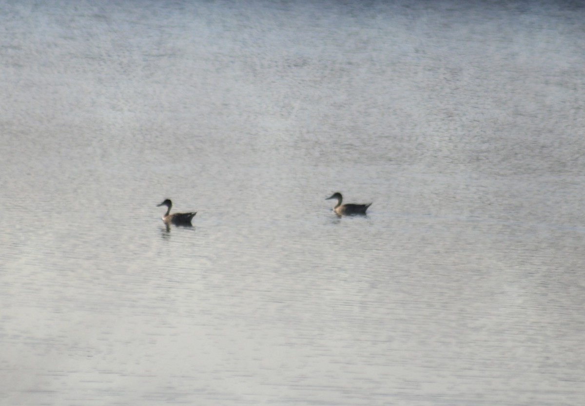 Canard pilet - ML623690232