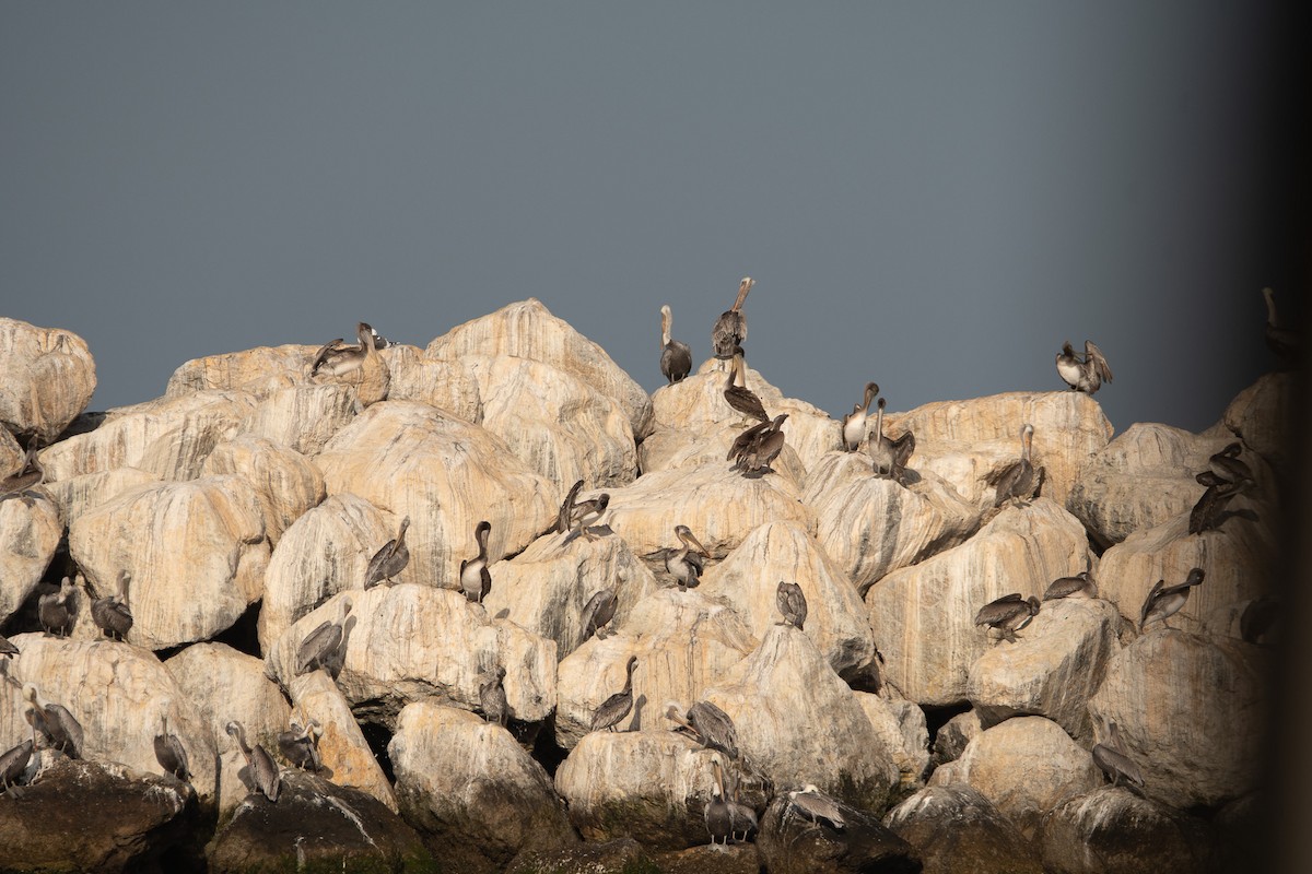 Brown Pelican - ML623690234