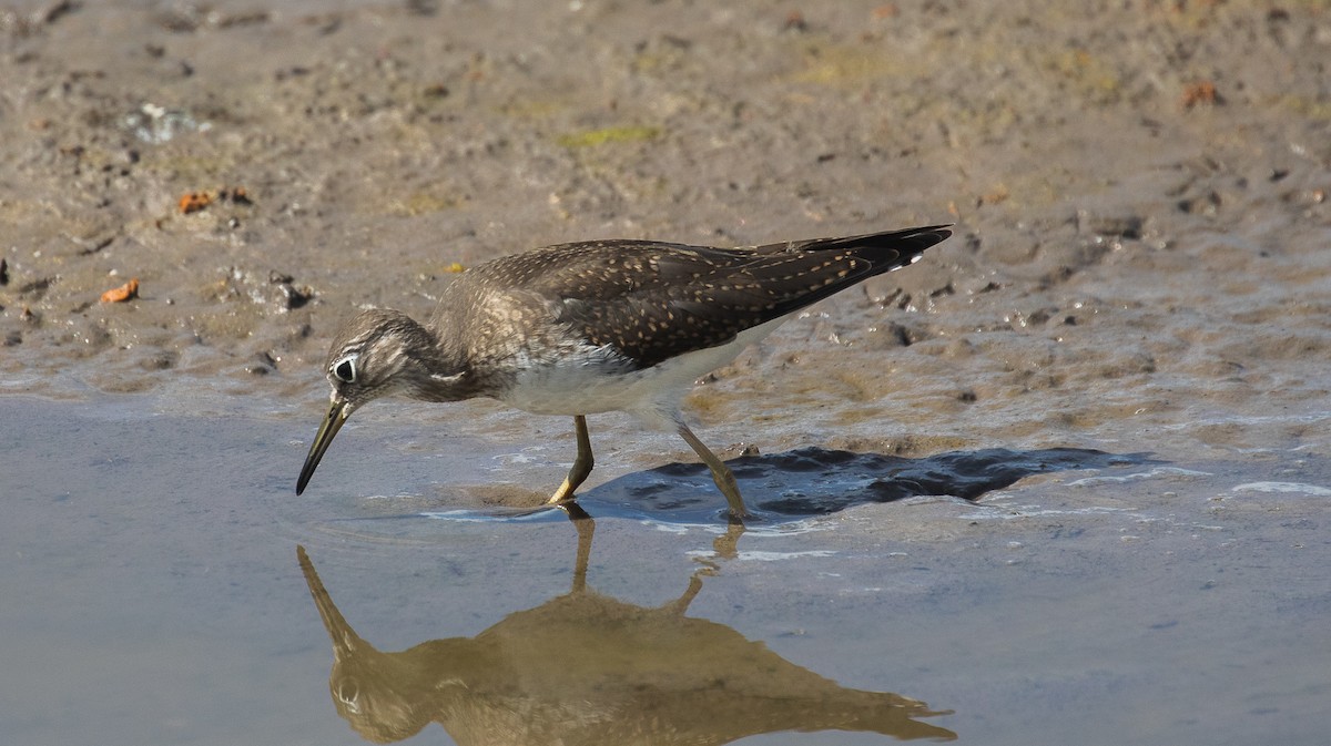 Solitary Sandpiper - ML623690241