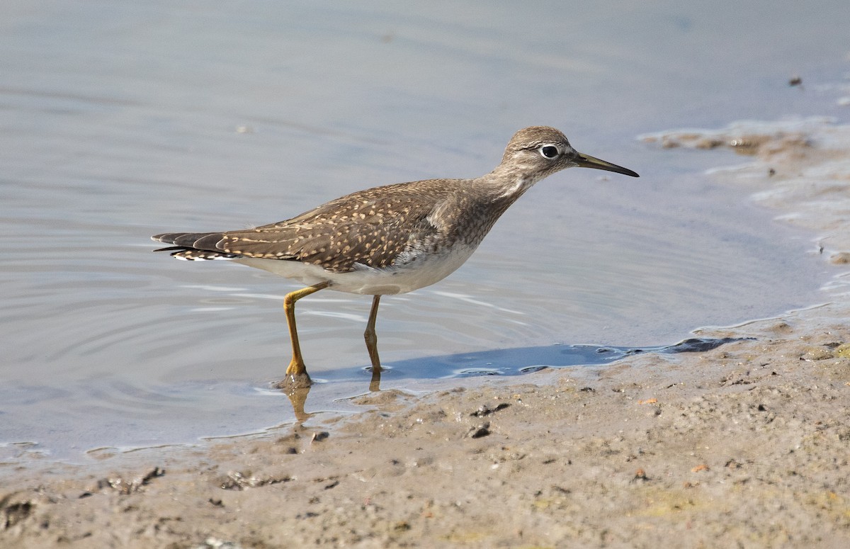 Solitary Sandpiper - ML623690242