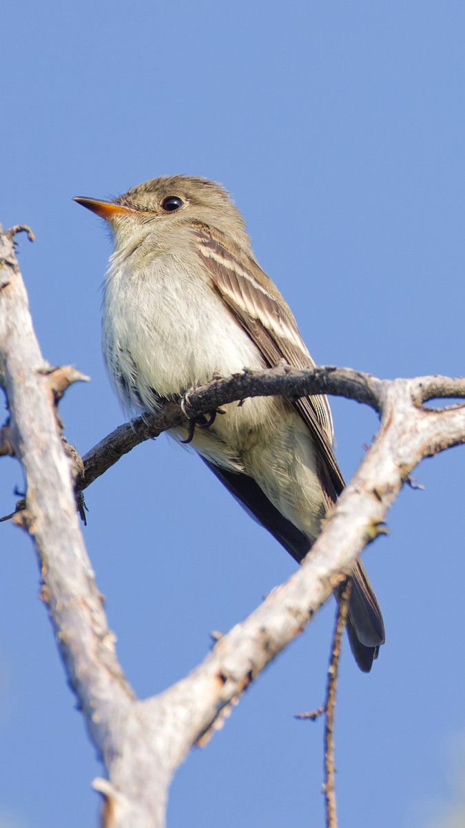 Eastern Wood-Pewee - ML623690252