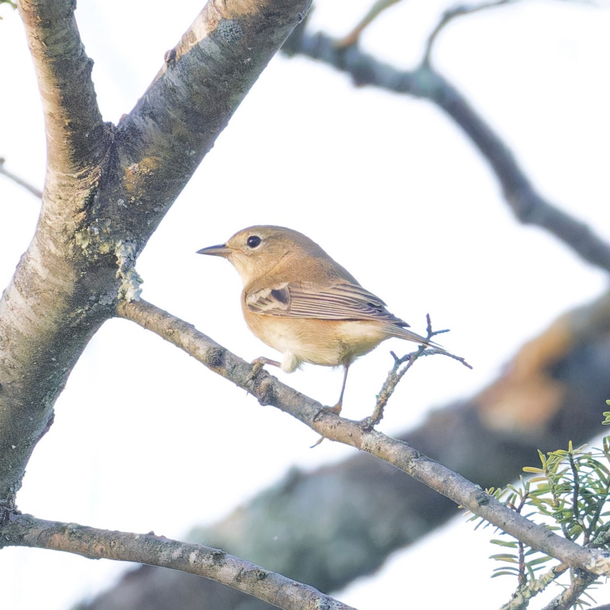 Pine Warbler - ML623690256