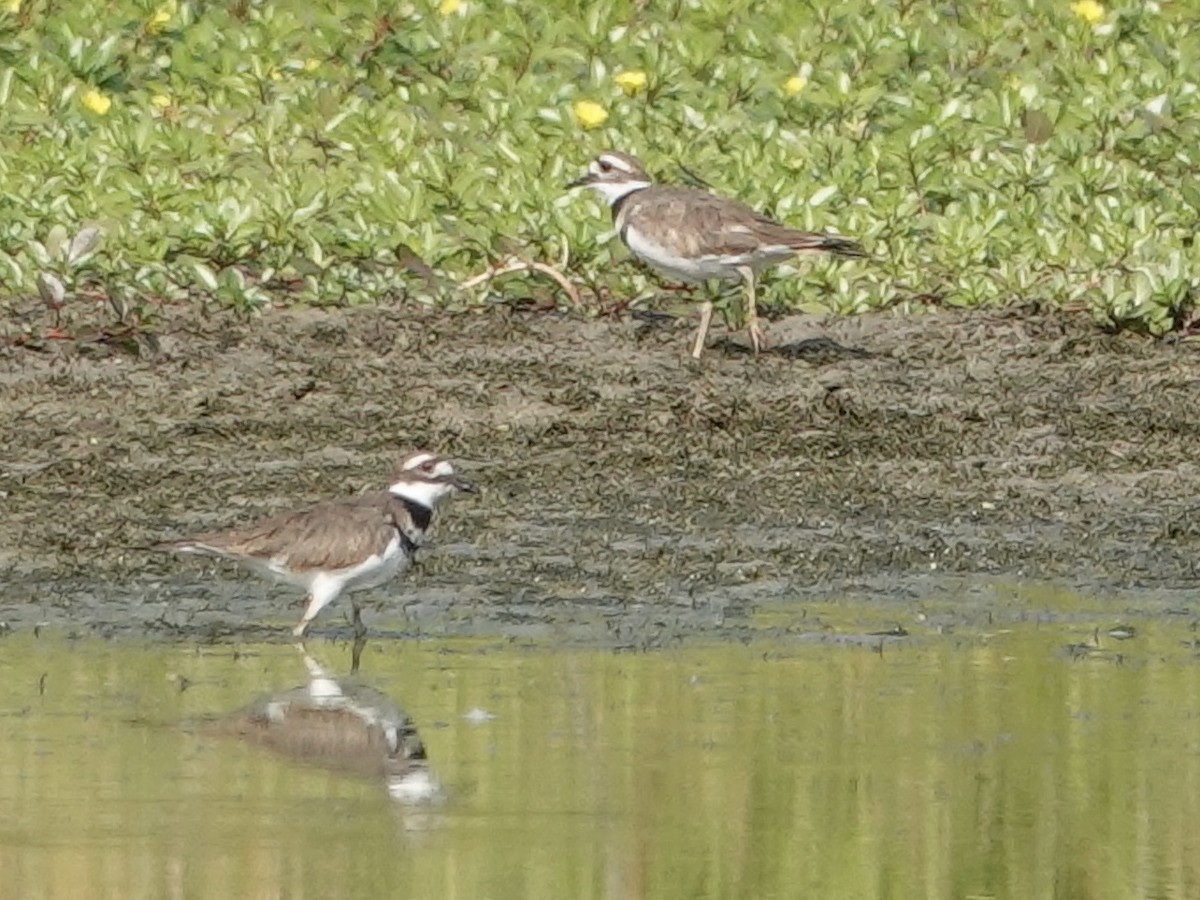 Keilschwanz-Regenpfeifer - ML623690262