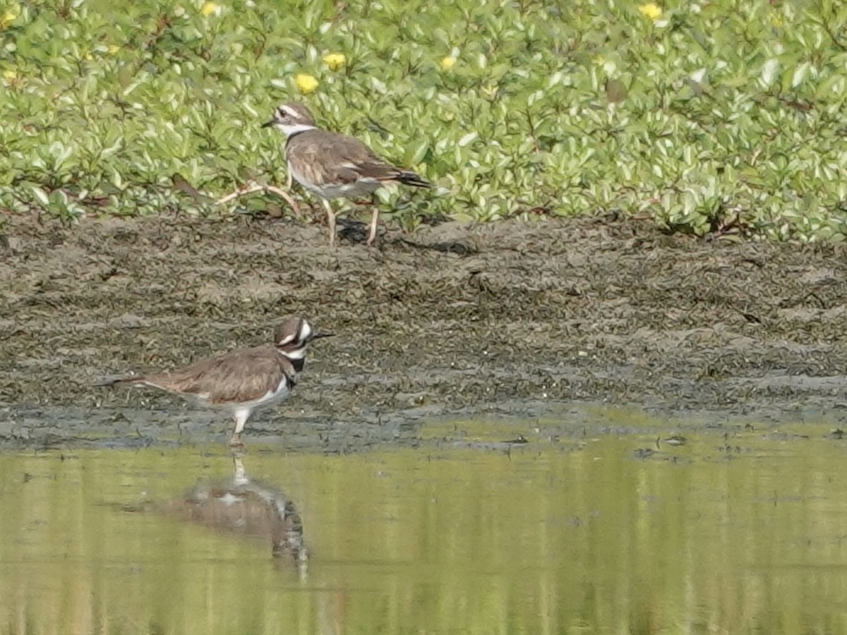 Keilschwanz-Regenpfeifer - ML623690264