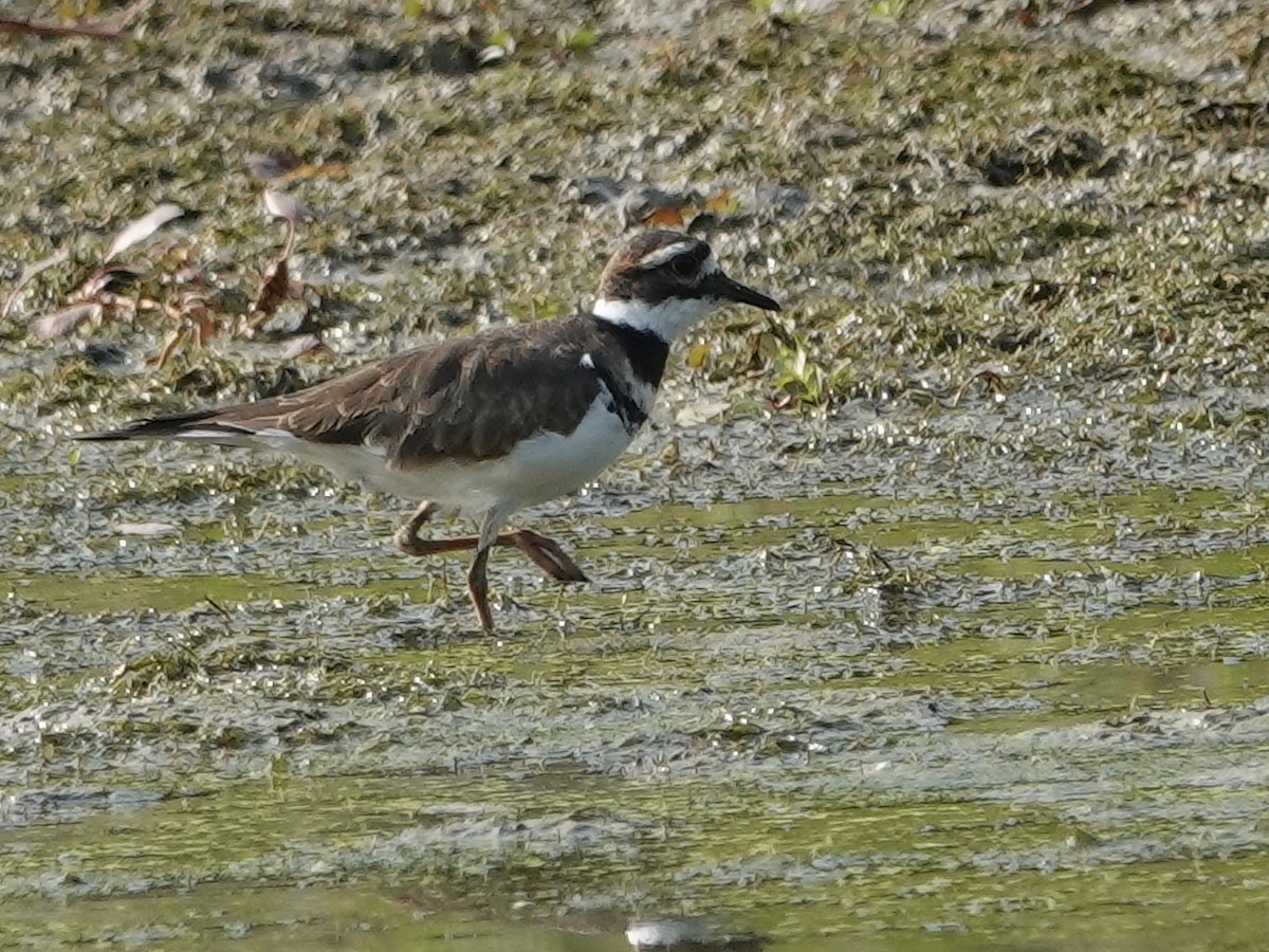 Keilschwanz-Regenpfeifer - ML623690266