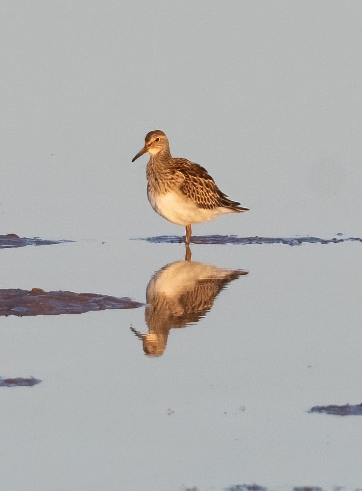 Орог элсэг - ML623690275