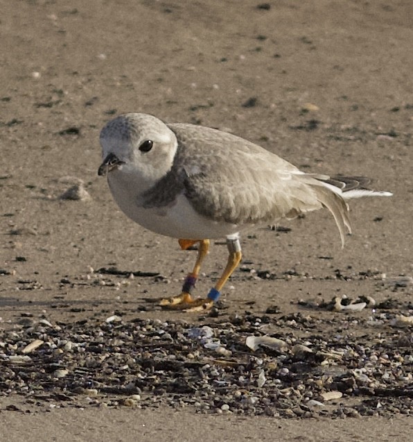 Piping Plover - ML623690290