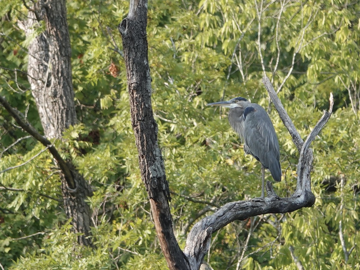 Great Blue Heron - ML623690300