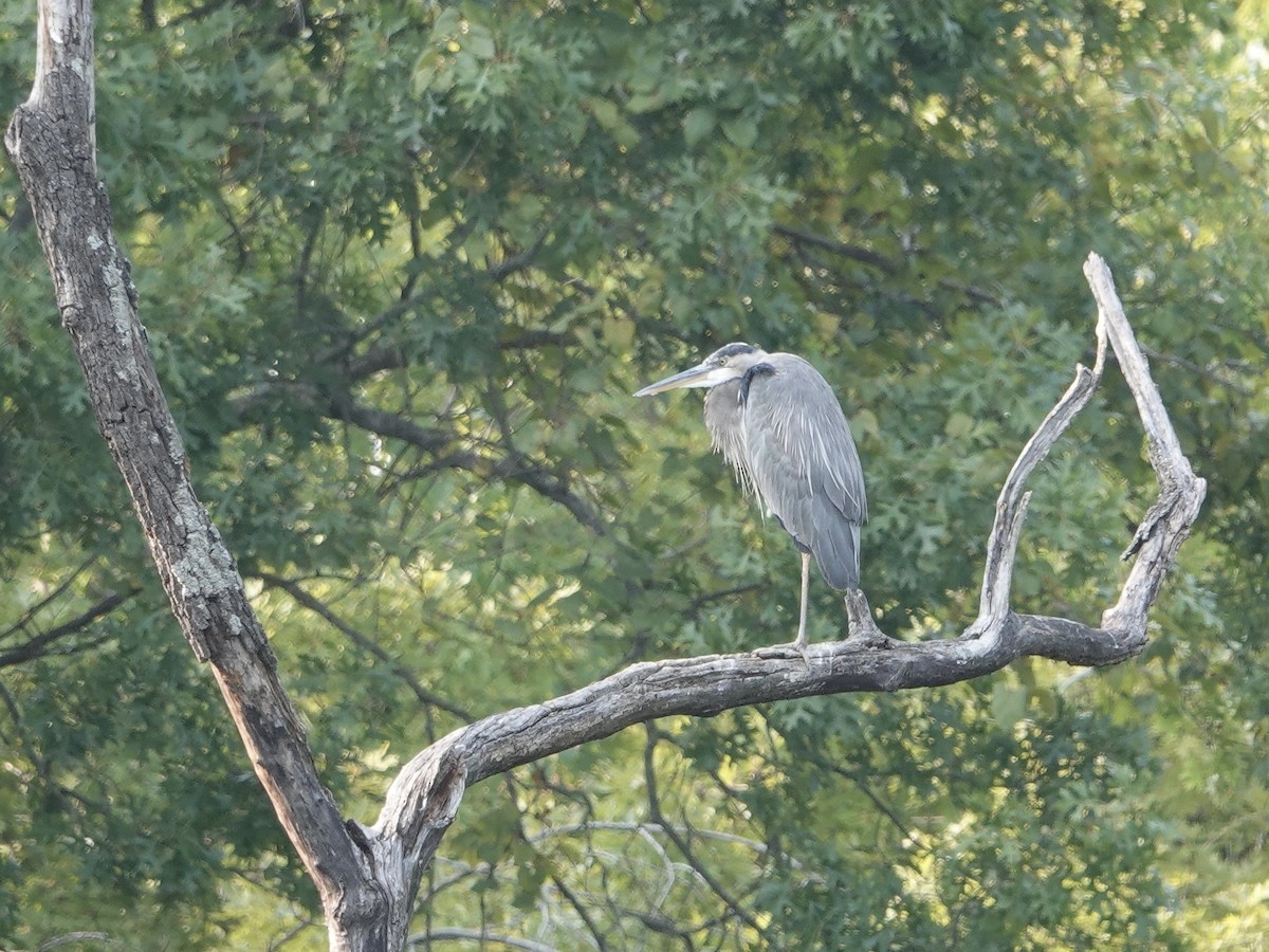 Great Blue Heron - ML623690302