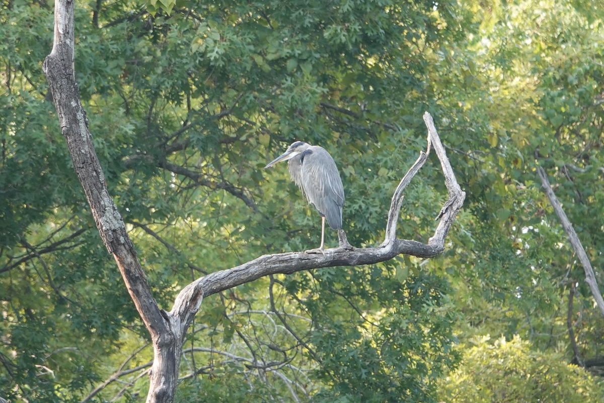 Great Blue Heron - ML623690303