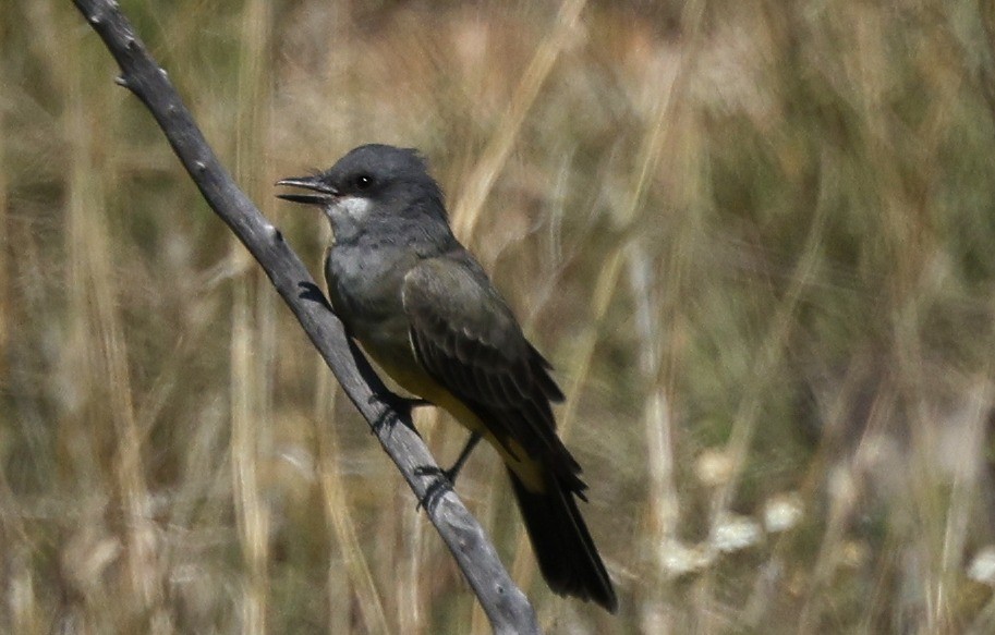 Cassin's Kingbird - ML623690381