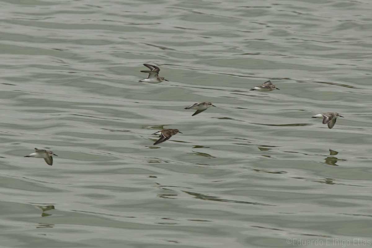 Semipalmated Sandpiper - ML623690445