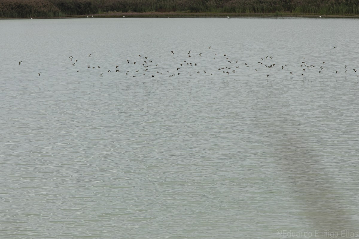 Semipalmated Sandpiper - ML623690446
