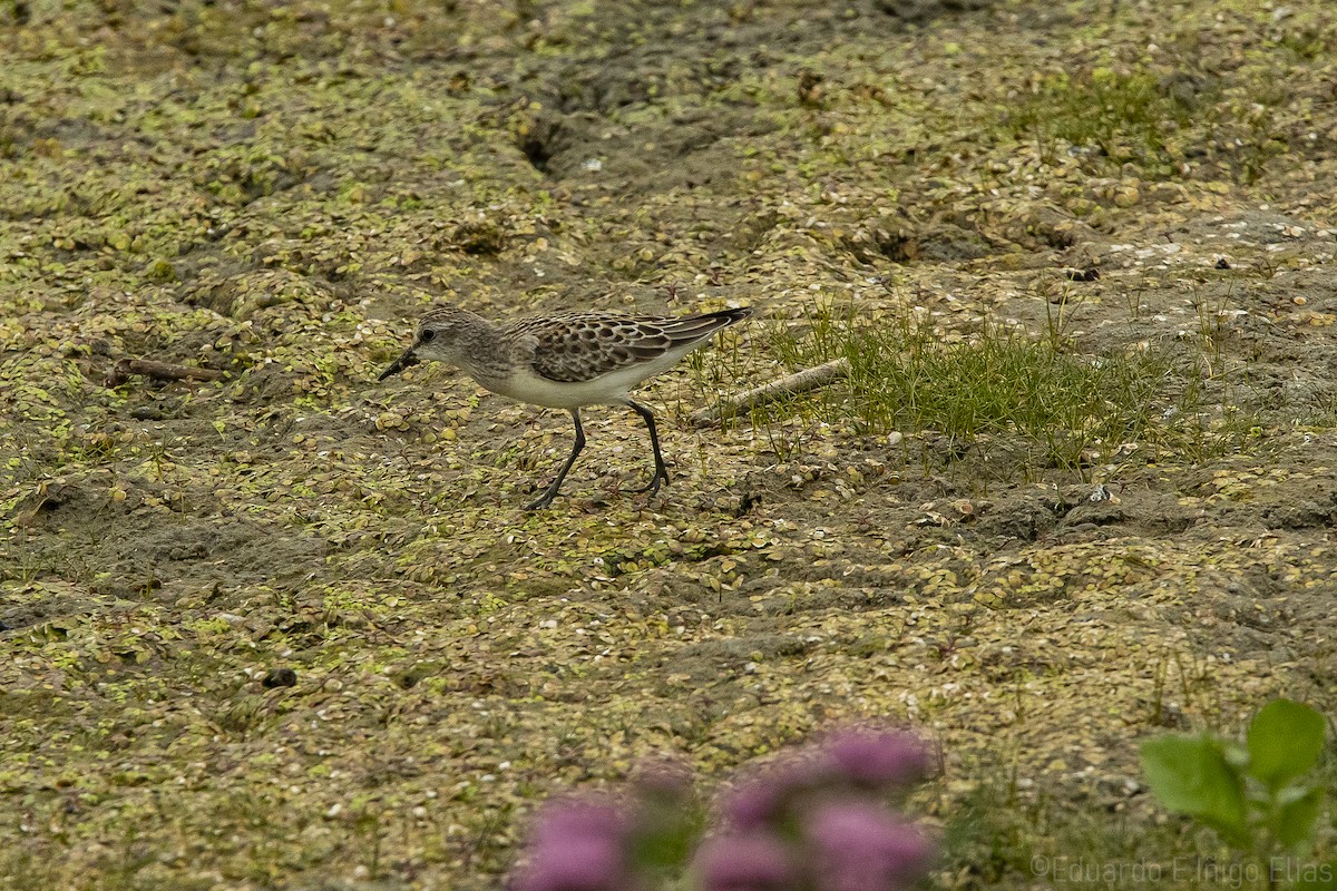 Semipalmated Sandpiper - ML623690447