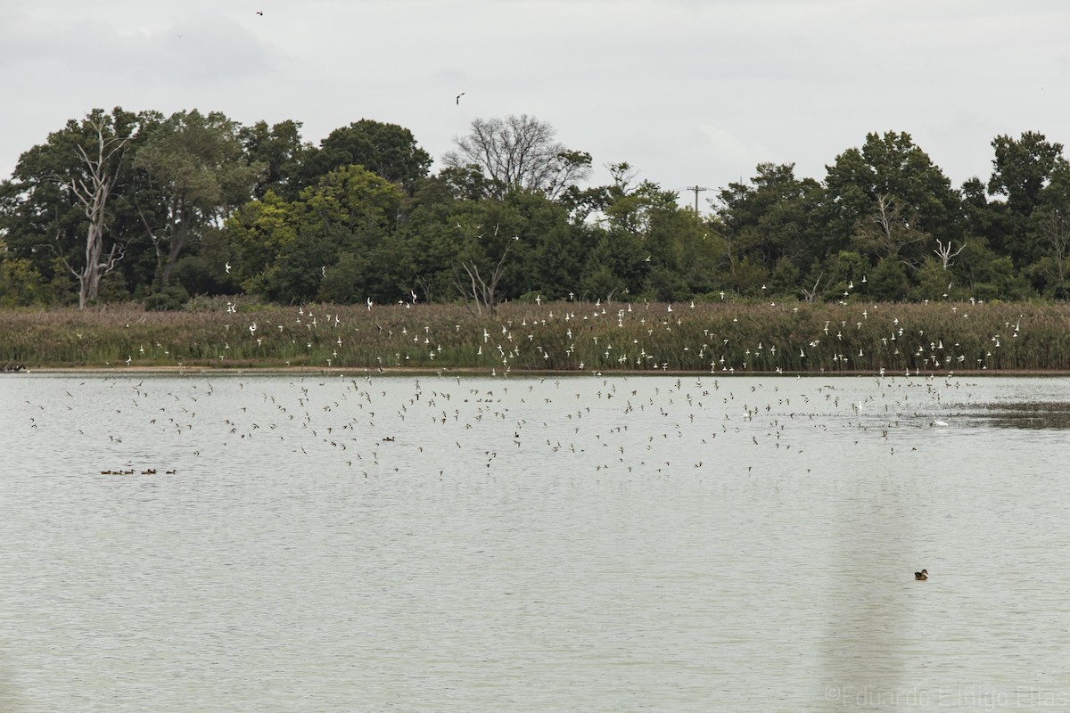 Semipalmated Sandpiper - ML623690448
