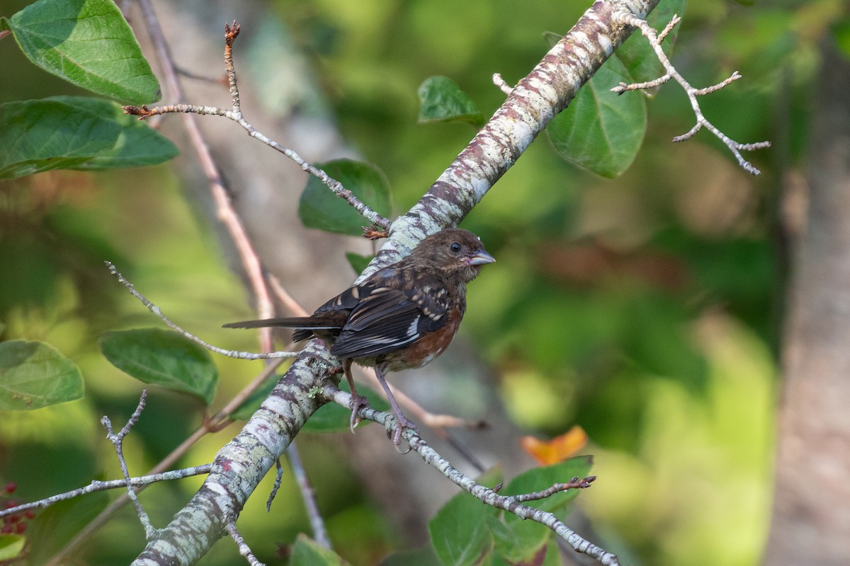 Eastern Towhee - ML623690452