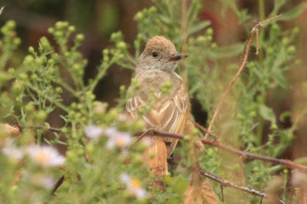 Ash-throated Flycatcher - ML623690462