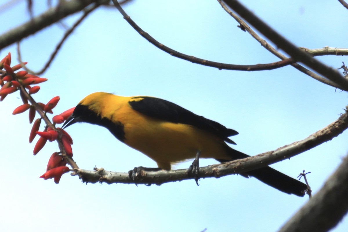 Yellow-backed Oriole - ML623690473