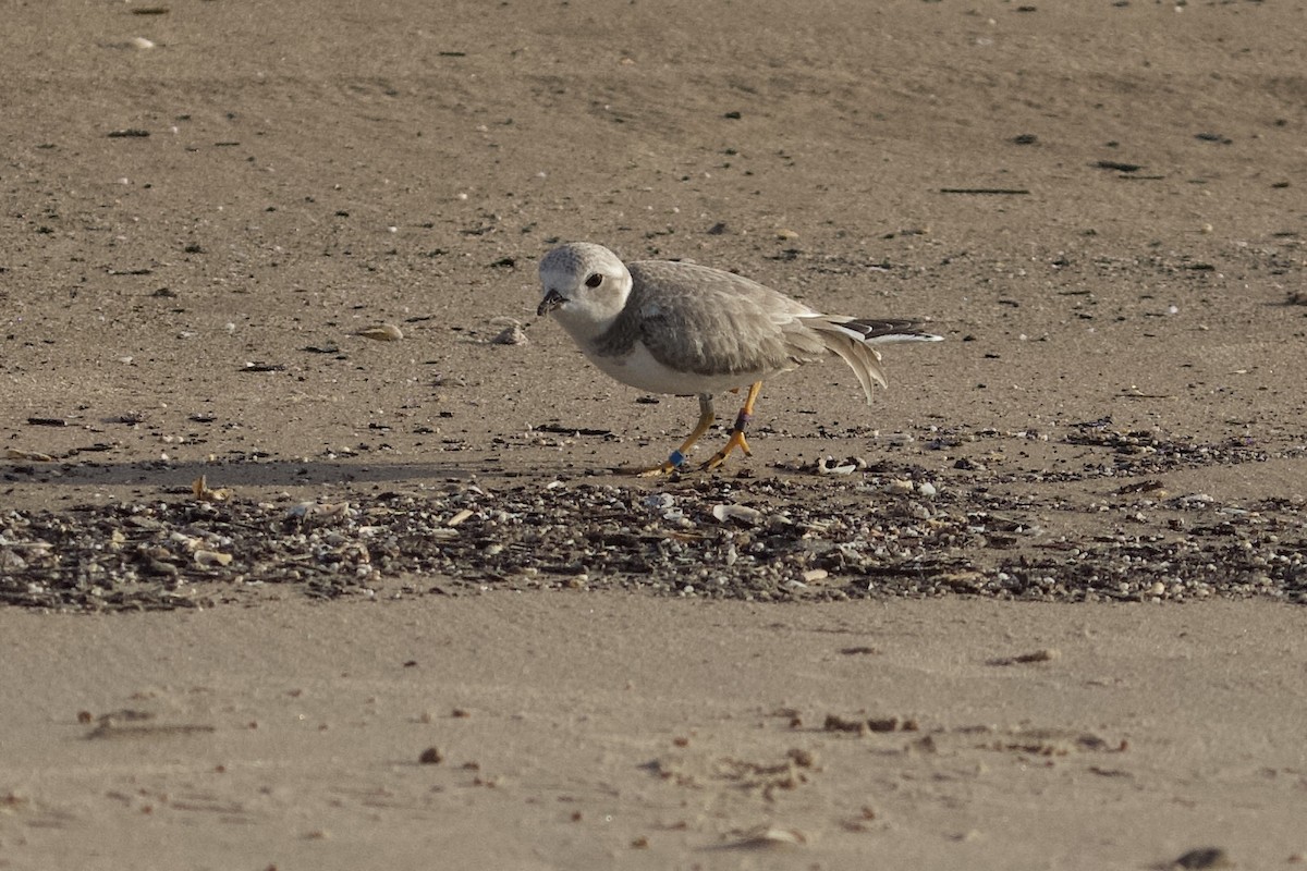 Piping Plover - ML623690496