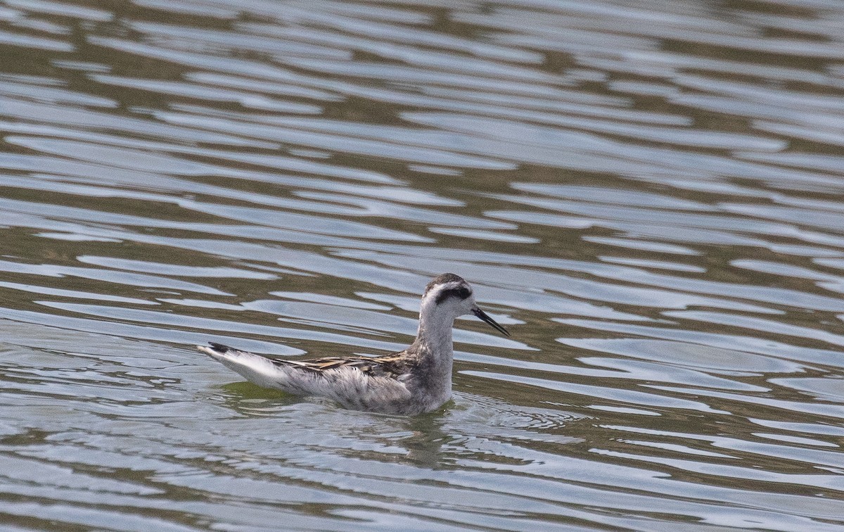 Red-necked Phalarope - ML623690509