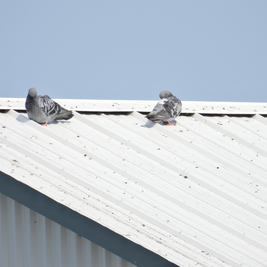 Rock Pigeon (Feral Pigeon) - ML623690533